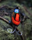 Wilson\'s bird-of-paradise (Diphyllodes respublica) seen in Waigeo in West Papua, Indonesia