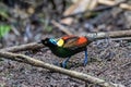 Wilson\'s bird-of-paradise (Diphyllodes respublica) seen in Waigeo in West Papua, Indonesia