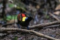 Wilson\'s bird-of-paradise (Diphyllodes respublica) seen in Waigeo in West Papua, Indonesia