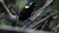 Wilson\'s bird-of-paradise or Diphyllodes respublica seen in Waigeo in West Papua