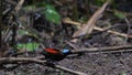 Wilson\'s bird-of-paradise or Diphyllodes respublica seen in Waigeo in West Papua