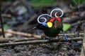 Wilson\'s bird-of-paradise (Diphyllodes respublica) seen in Waigeo in West Papua, Indonesia