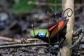 Wilson\'s bird-of-paradise (Diphyllodes respublica) seen in Waigeo in West Papua, Indonesia