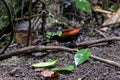 Wilson\'s bird-of-paradise (Diphyllodes respublica) seen in Waigeo in West Papua, Indonesia