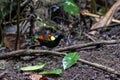 Wilson\'s bird-of-paradise (Diphyllodes respublica) seen in Waigeo in West Papua, Indonesia