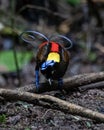 Wilson\'s bird-of-paradise (Diphyllodes respublica) seen in Waigeo in West Papua, Indonesia