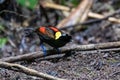 Wilson\'s bird-of-paradise (Diphyllodes respublica) seen in Waigeo in West Papua, Indonesia