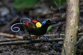 Wilson\'s bird-of-paradise (Diphyllodes respublica) seen in Waigeo in West Papua, Indonesia