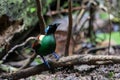 Wilson\'s bird-of-paradise (Diphyllodes respublica) seen in Waigeo in West Papua, Indonesia