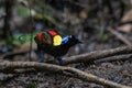 Wilson\'s bird-of-paradise or Diphyllodes respublica seen in Waigeo in West Papua