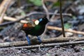 Wilson\'s bird-of-paradise or Diphyllodes respublica seen in Waigeo in West Papua