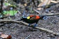 Wilson\'s bird-of-paradise or Diphyllodes respublica seen in Waigeo in West Papua