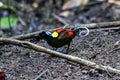 Wilson\'s bird-of-paradise or Diphyllodes respublica seen in Waigeo in West Papua