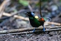 Wilson\'s bird-of-paradise or Diphyllodes respublica seen in Waigeo in West Papua