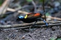 Wilson\'s bird-of-paradise or Diphyllodes respublica seen in Waigeo in West Papua