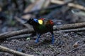 Wilson\'s bird-of-paradise or Diphyllodes respublica seen in Waigeo in West Papua