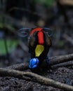 Wilson\'s bird-of-paradise or Diphyllodes respublica seen in Waigeo in West Papua