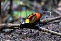 Wilson\'s bird-of-paradise or Diphyllodes respublica seen in Waigeo in West Papua