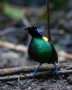 Wilson\'s bird-of-paradise or Diphyllodes respublica seen in Waigeo in West Papua