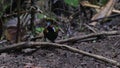 Wilson\'s bird-of-paradise or Diphyllodes respublica seen in Waigeo in West Papua