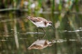 Wilson's Phalarope (Phalaropus tricolor)