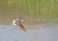 Wilson\'s Phalarope, Steganopus tricolor