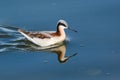 Wilson's Phalarope