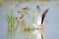 Wilson`s Phalarope Taking Flight