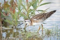 Wilson`s Phalarope On Toronto Beach