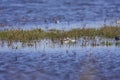 Wilson`s Phalaropes 822066