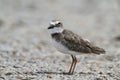 Wilson's Plover