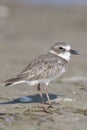 Wilson's Plover, Charadrius wilsonia Royalty Free Stock Photo