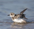 Wilson's Plover, Charadrius wilsonia Royalty Free Stock Photo