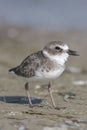 Wilson's Plover, Charadrius wilsonia Royalty Free Stock Photo