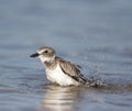 Wilson's Plover, Charadrius wilsonia Royalty Free Stock Photo