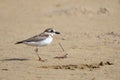 Wilson`s Plover Charadrius wilsonia; isolated on a sandbar. Bahia Brazil