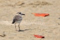 Wilson`s Plover Charadrius wilsonia; isolated on a sandbar. Bahia Brazil