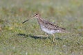 Wilson\'s snipe bird Royalty Free Stock Photo