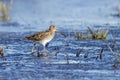Wilson\'s snipe bird Royalty Free Stock Photo