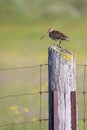 Wilson`s Snipe on Fence Post, Carden Alvar Provincial Park Royalty Free Stock Photo