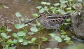 Close up of a Wilson`s Snipe Royalty Free Stock Photo