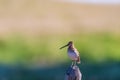 Wilson`s Snipe Gallinago delicata Royalty Free Stock Photo