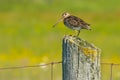 Wilson's Snipe - Gallinago delicata Royalty Free Stock Photo