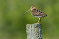 Wilson's Snipe - Gallinago delicata Royalty Free Stock Photo