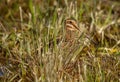 Hiding Wilson`s Snipe Royalty Free Stock Photo