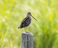 Wilson`s Snipe on a Post Royalty Free Stock Photo