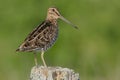 Wilson's Snipe - Gallinago delicata Royalty Free Stock Photo