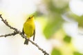 Wilson`s warbler bird