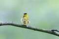 Wilson`s warbler bird