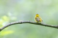 Wilson`s warbler bird